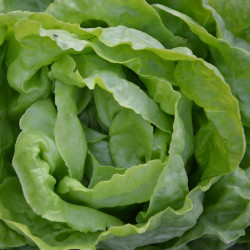 SA015 Hovedsalat (øko)