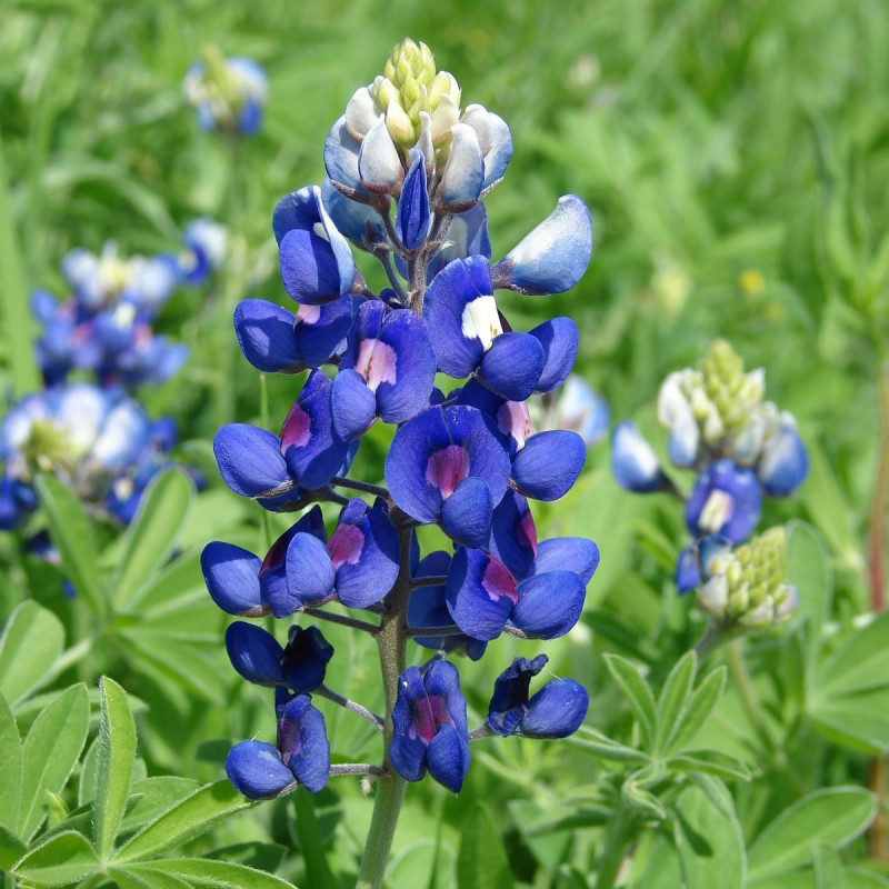 BL321 Lupin. Mini (øko)