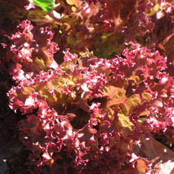 Frisé salat. Rød (øko)