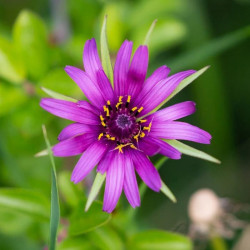 HA10 Havrerod (øko)