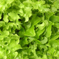 SA060 Pluksalat. Grøn (øko)