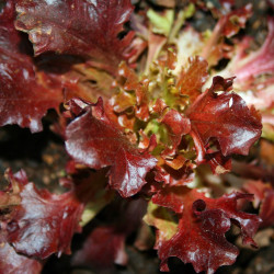 SA065 Pluksalat. Rød (øko)