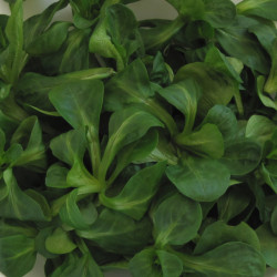 SA080 Feldtsalat/vårsalat (øko)