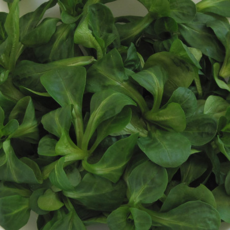 SA080 Feldtsalat/vårsalat (øko)