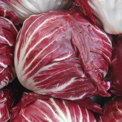SA082 Radicchio (øko)