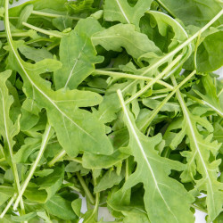 SA085 Rucola (øko)