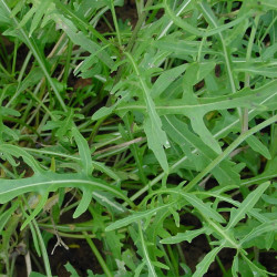 SA086 Rucola. Vild (øko)