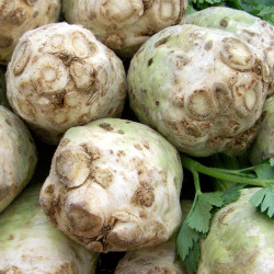 SE30 Knoldselleri (Øko)