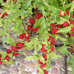 SP18 Jordbær spinat (øko)