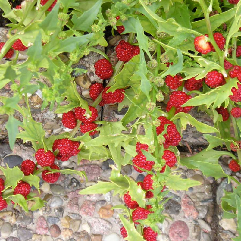 SP18 Jordbær spinat (øko)