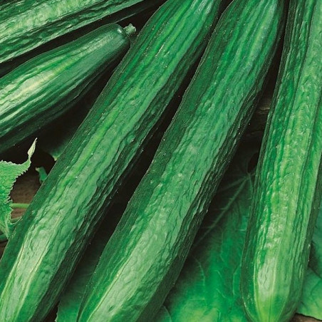 AG10 Drivagurk. Væksthus.