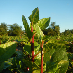 SP19 Malabar spinat (øko)