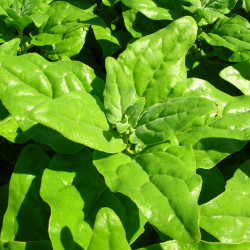 SP20 New Zealandsk spinat (øko)