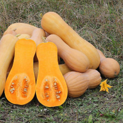 SQ05 Butternut Squash (øko)