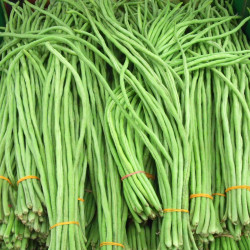 BN40 Meterbønne. Grøn (øko)
