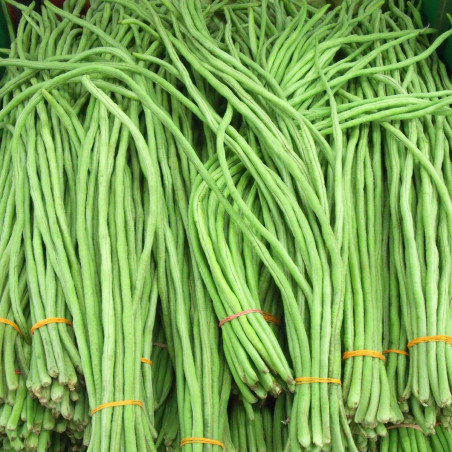 BN40 Meterbønne. Grøn (øko)