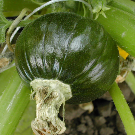 SQ15 Hokkaido. Grøn (øko)