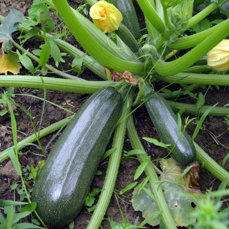 SQ20 Squash. Grøn (øko)