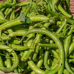 BN50 Stangbønner. Grøn (øko)