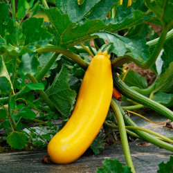 SQ25 Squash. Gul (øko)