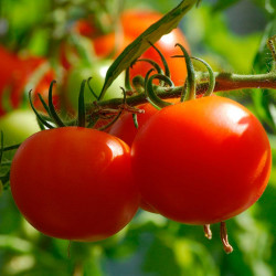 TO10 Drivhustomat (øko)