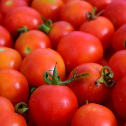 TO20 Frilandstomat (øko)