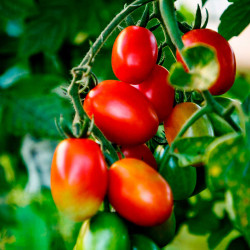 TO25 Busktomat (øko)