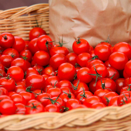 TO30 Cherry tomat (øko)