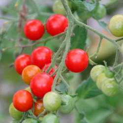 TO34 Cherry tomat F1 (øko)