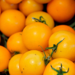 TO36 Cherry tomat. Gul. Vild (øko)