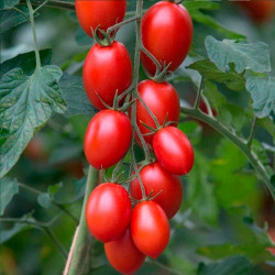 TO37 Blommetomat F1 (Øko)