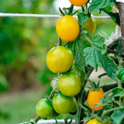 TO38 Cherry tomat. Gul.  (øko)