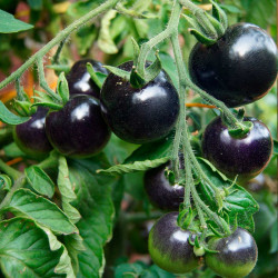 TO39 Cherry tomat. Sort. Sød (øko)