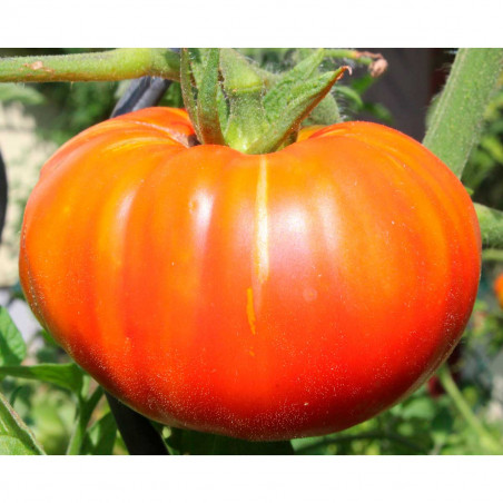 TO40 Bøftomat (øko)