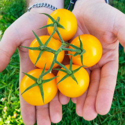 TO50 Gul tomat (øko)