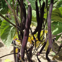 BN60 Stangbønner. Blå (øko)