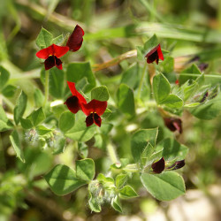 Asparges-ært (øko)