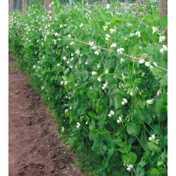 RT05 Højærter (øko)