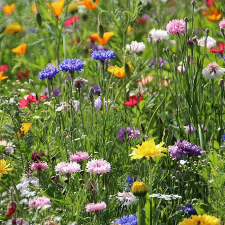 BL005 Blomsterblanding - Bivenlig (øko)
