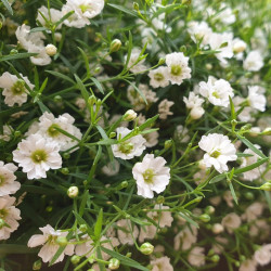 BL012 Brudeslør (øko)