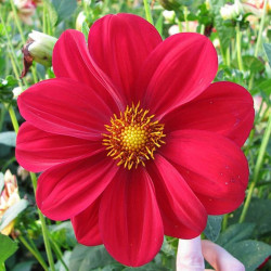 BL050 Dahlia - Georgine (øko)