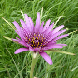 BL145 Havrerod (øko)