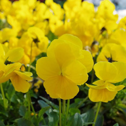 BL148 Hornviol. Gul (øko)