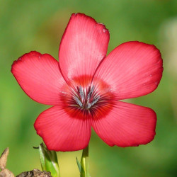 BL150 Hør. Pynte Rød (øko)