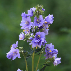 BL220 Jakobsstige (øko)