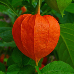 BL230 Japansk Lygte (øko)