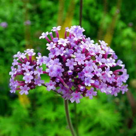 BL310 Kæmpe-jernurt (øko)