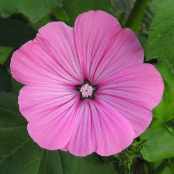 BL400 Mamelukærme. Etårig (øko)