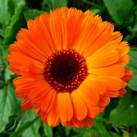 BL420 Morgenfrue (øko)