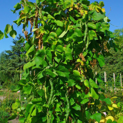 BN65 Pralbønner. Hvid (øko)